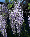 Wisteria floribunda"